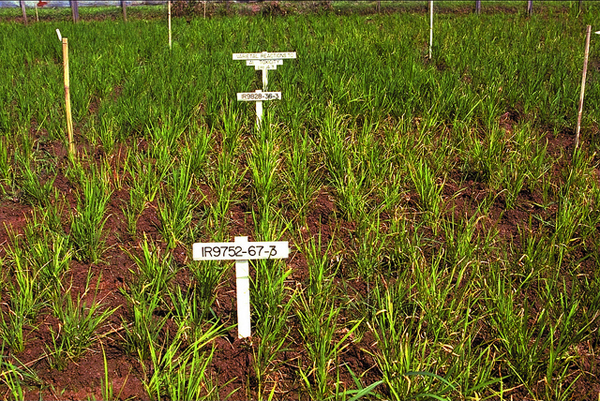 Climate Change - Ready Rice | International Rice Research Institute